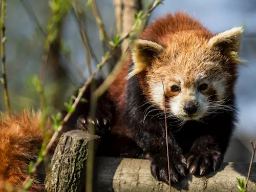 Komentované prohlídky v ostravské zoo začínají s příchodem jara