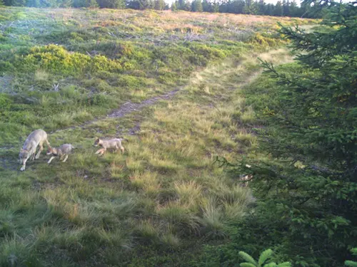 Foto z fotopasti správy KRNAP