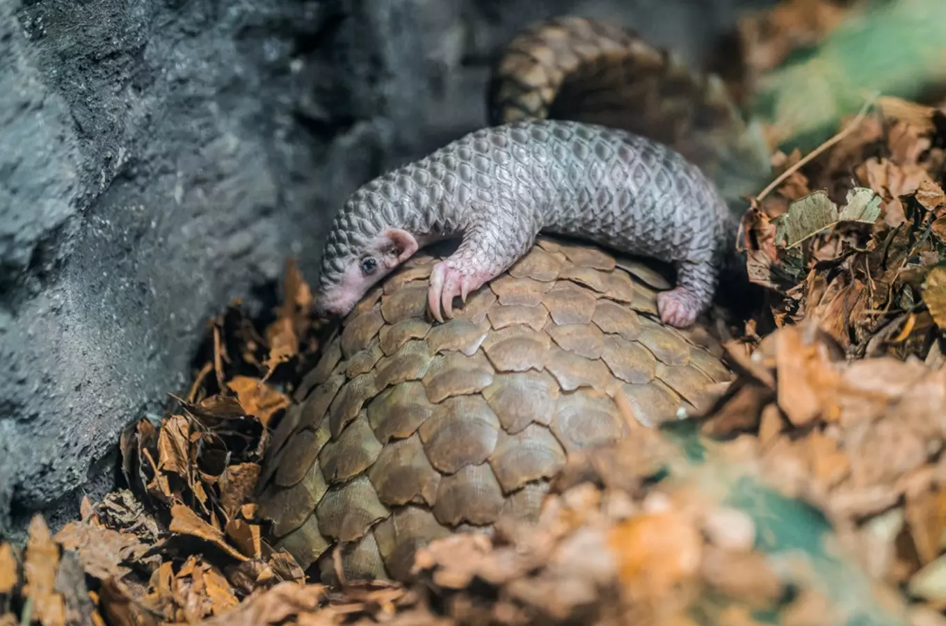 V Zoo Praha se narodil další luskoun