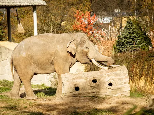 Zoo Ostrava – Zoologická zahrada a botanický park v Ostravě