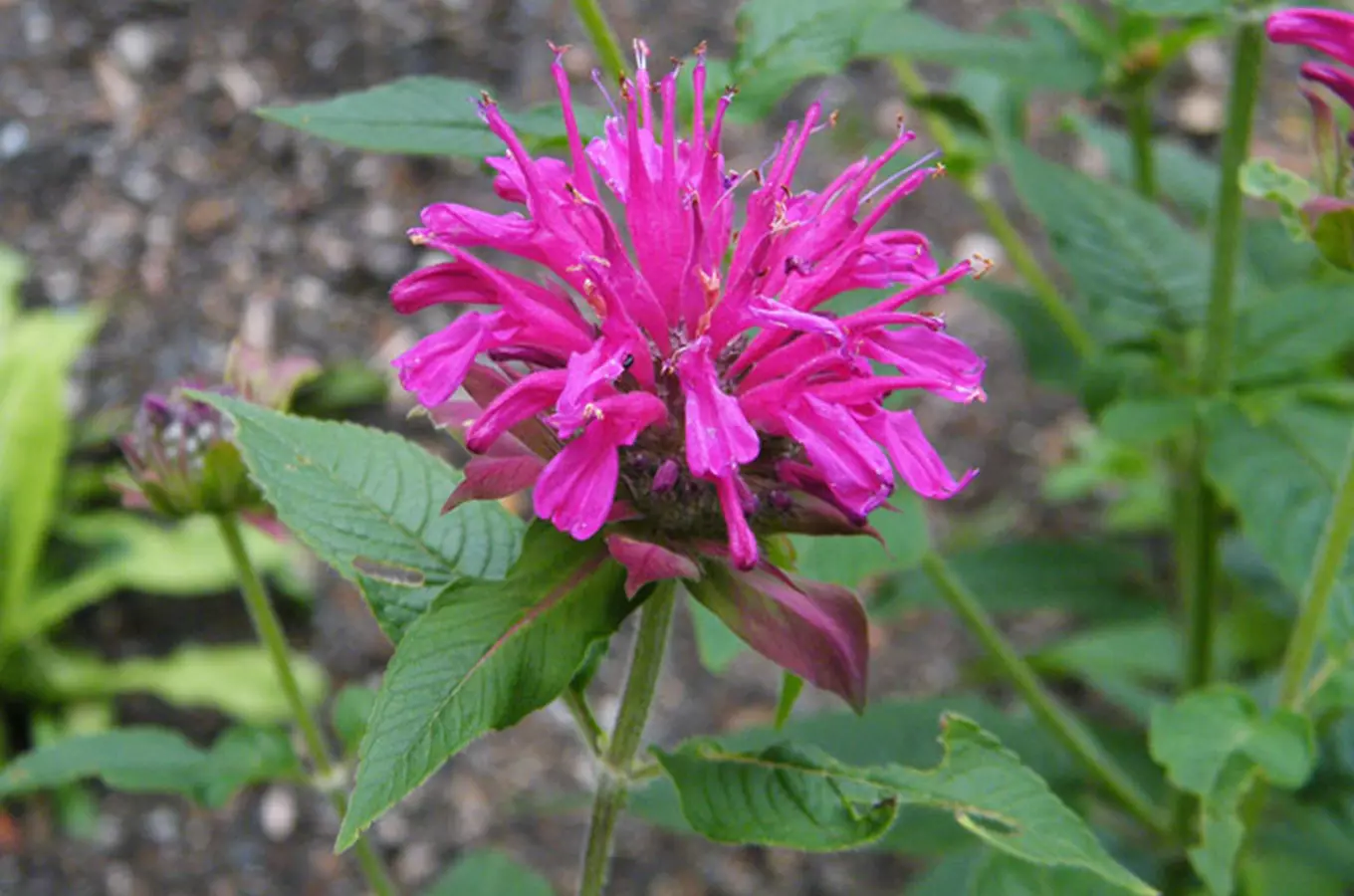 Monarda didyma