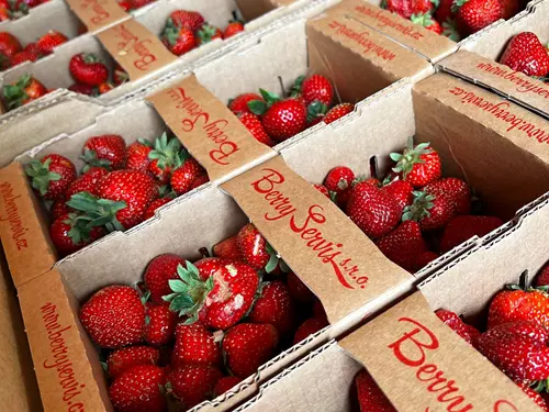 Berry servis Nová Ves II – jahody, maliny a ostružiny nejen jako samosběr
