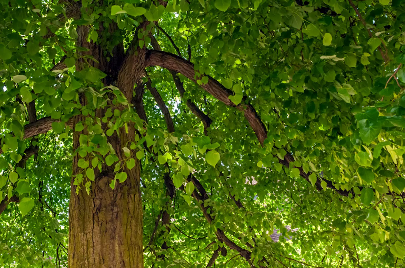 Naučná stezka Přeloučské pamětní stromy