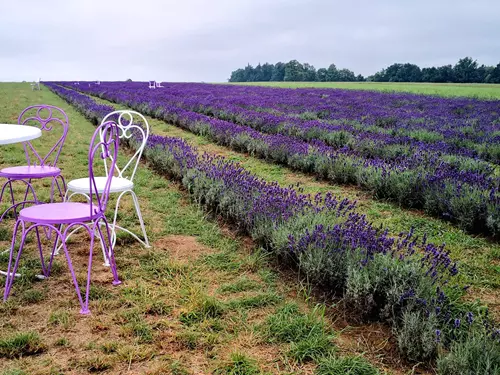 Levandulová farma, levandulové pole Levandule de Žermanické moře - de Levandule Zdroj: https://www.kudyznudy.cz/aktivity/nova-aktivita