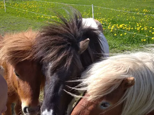 Shetlandský pony 