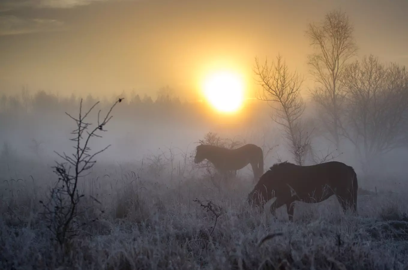 Divocí koně, zubři a pratuři se rychle stali součástí ochrany přírody v Česku