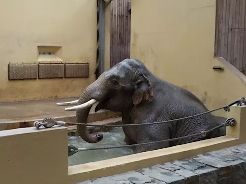 Sloni v Zoo Ostrava si užívají léto
