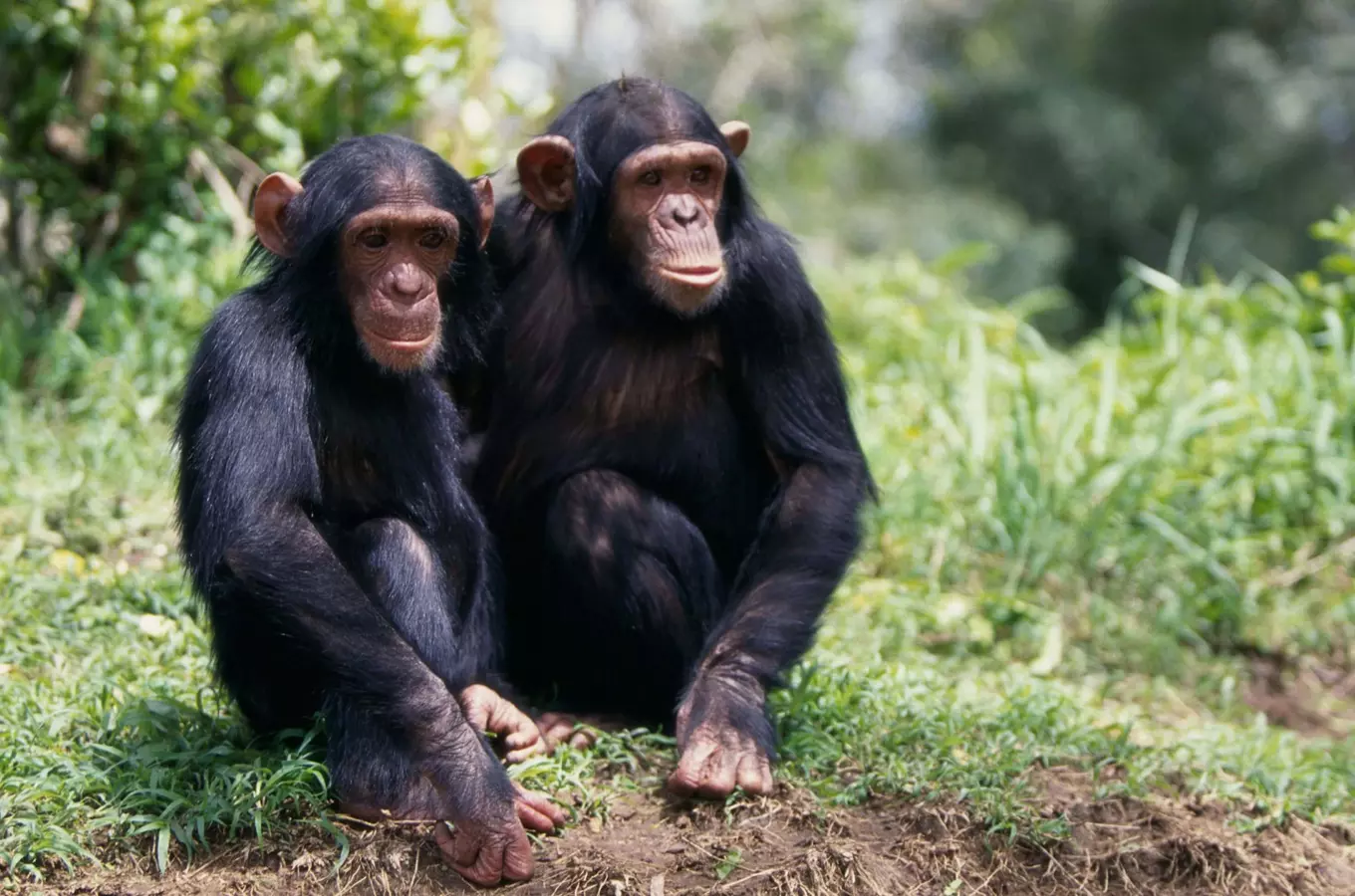 Zoo Brno láká děti na opičí dráhu