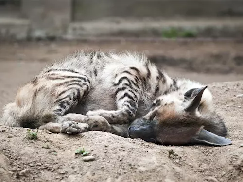 V Zoo Jihlava mají novou obyvatelku – hyjenu žíhanou