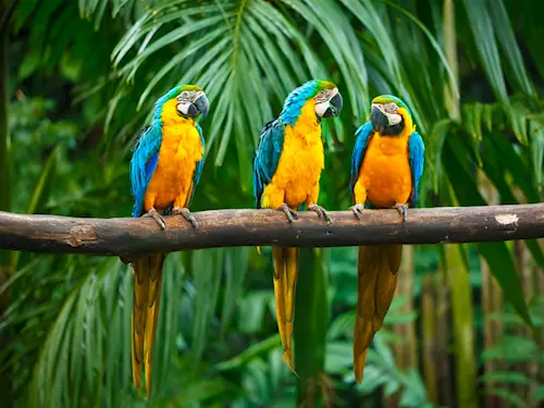 Papouščí zoo Bošovice slaví 10. výročí svého otevření