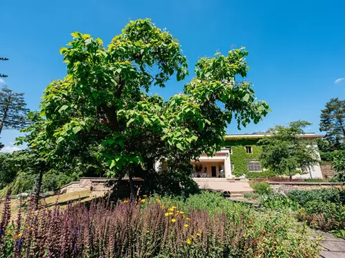 Šťastná katalpa – vzácný strom na zahradě vily Stiassni v Brně