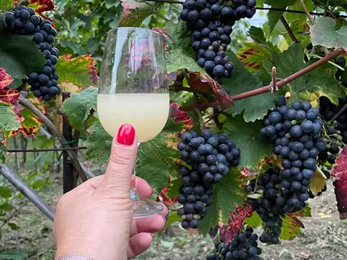 Malé vinobraní ve Valtickém Podzemí