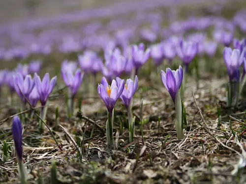 Kvetoucí šafrány v Lačnově