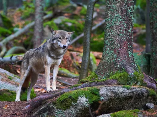 V Beskydech žije smečka vlků, navrací se i rys