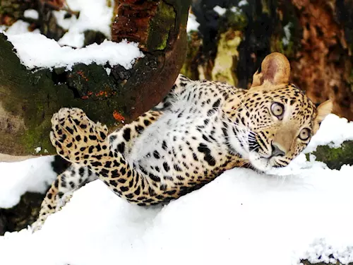 I v zime to v Zoo Ostrava žije - snehu si užívají i teplomilné druhy