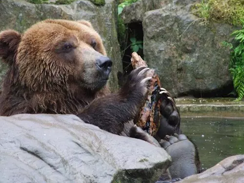 Zoo Decín - medved hnedý