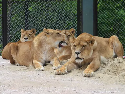V královédvorské zoo chovatelé spojili sedm lvů a lvic do jedné smečky