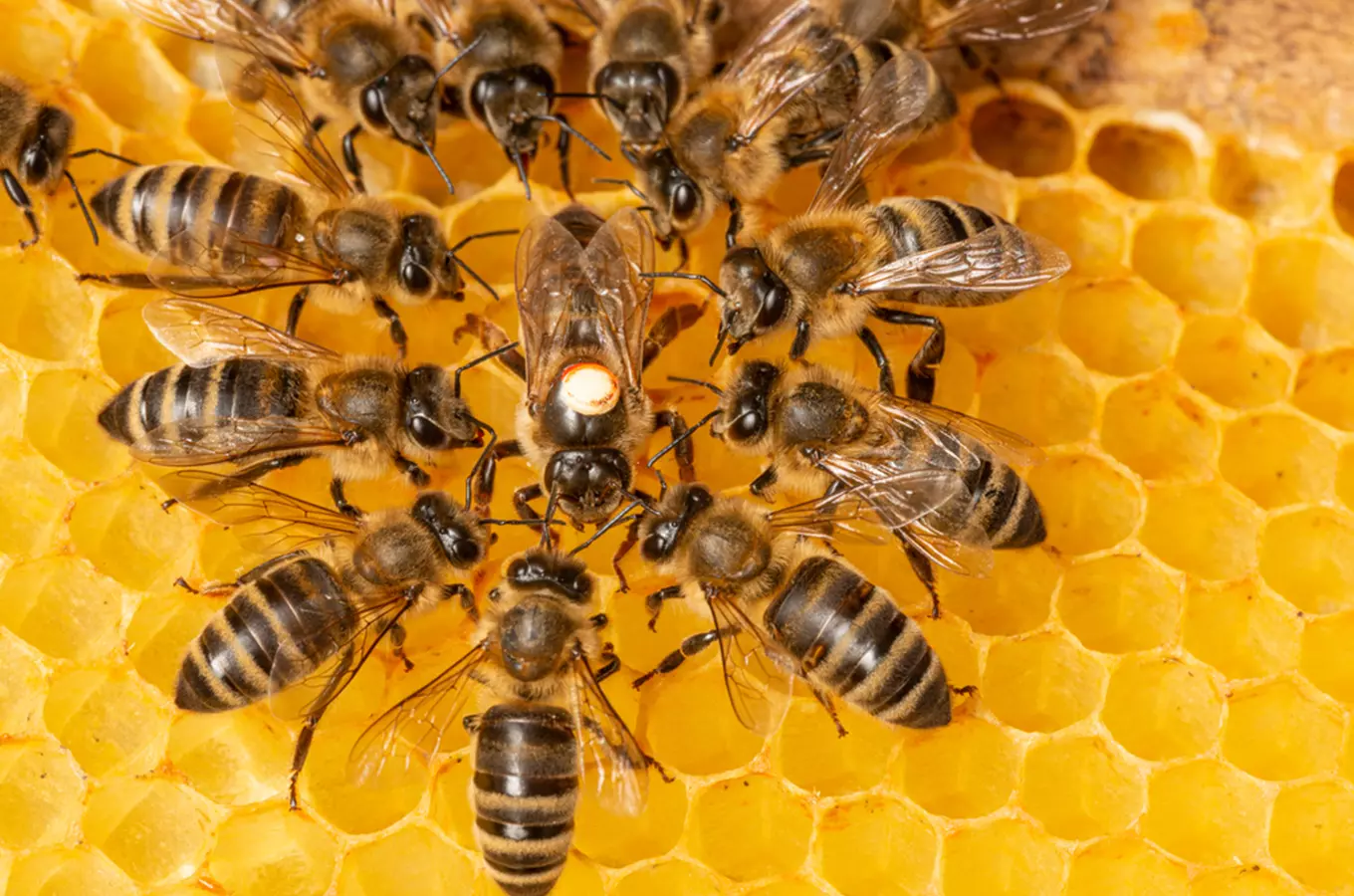 Tradice: Včely, včelařství, včelíny a medové zážitky