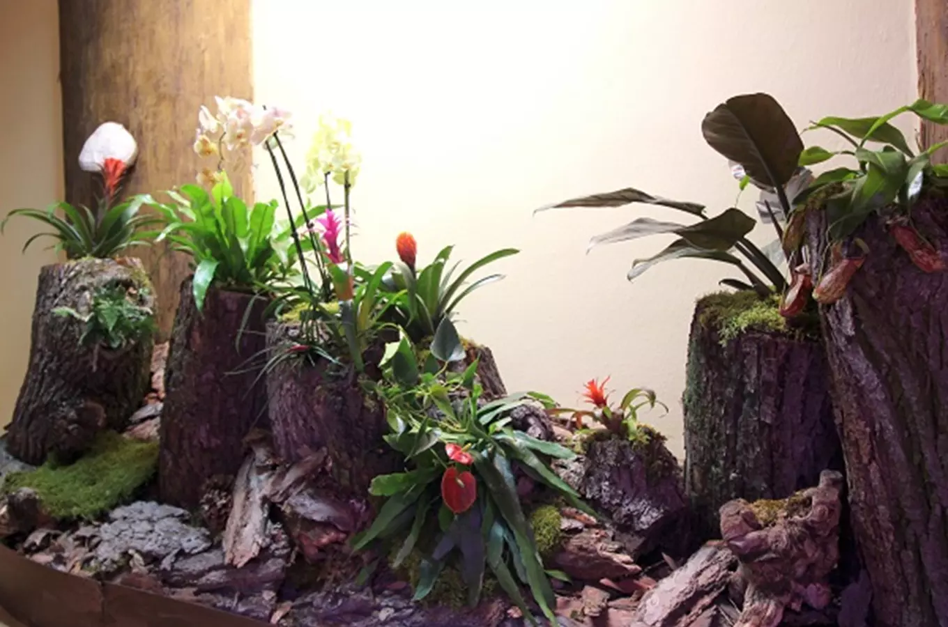 Výstava Epifyty – rostliny vzdušných zahrad