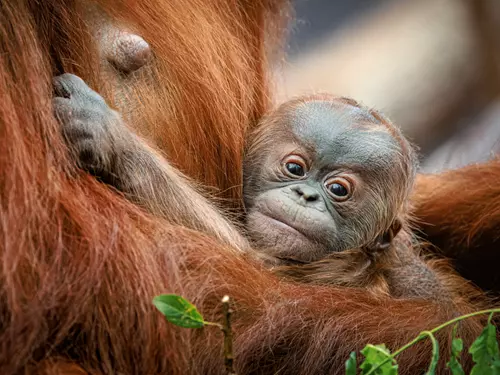 Navrhněte jméno pro malého orangutana ze Zoo Praha!