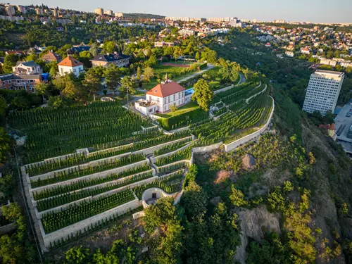 Vinice