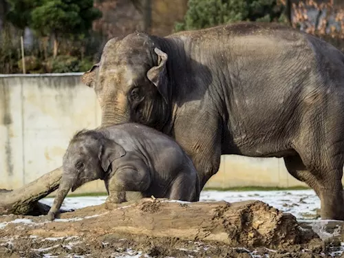Malá sloní samička z ostravské zoo oslavila první narozeniny