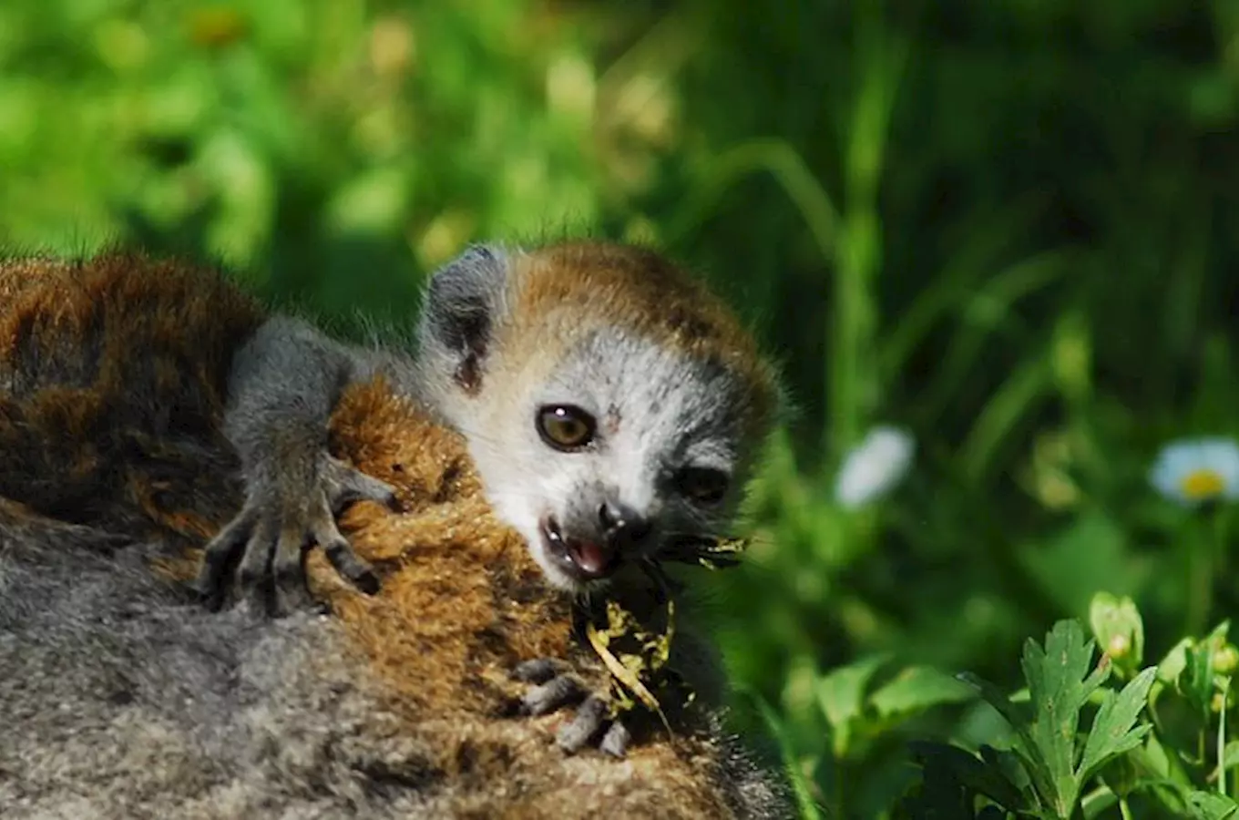 Prázdninové páteční večery v ostravské zoo budou probíhat celé léto