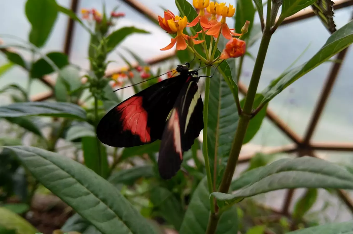 Zahradnictví Urda – prodej a výstava živých motýlů