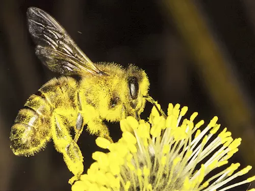 Naučná stezka Včely a mravenci na Monínci