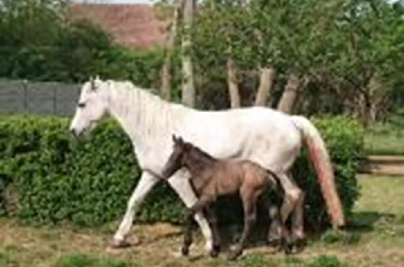 Diamond Czech Pony