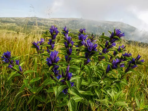 Krkonošský národní park si připomíná Mezinárodní den biologické rozmanitosti
