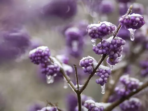 Zdroj foto: Botanická zahrada hlavního města Praha