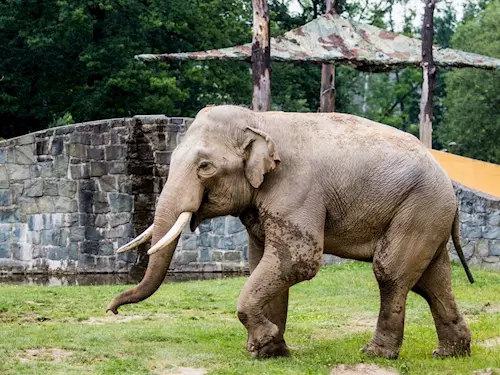 V Zoo Ostrava se zabydluje nový slon