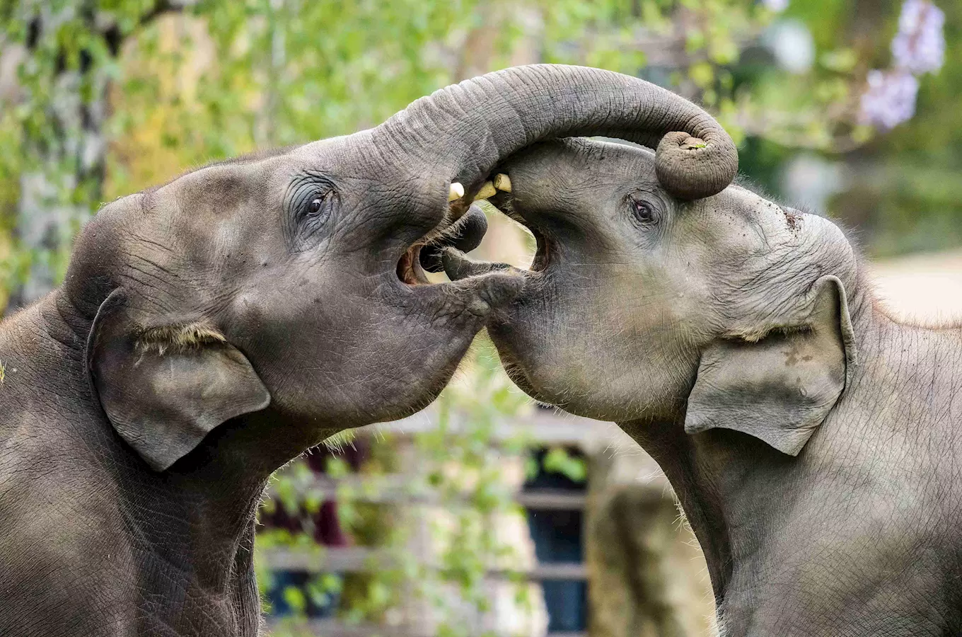 Mezinárodní den slonů v Zoo Praha 2024