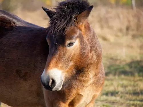 Rezervace divokých koní Janovský mokřad u Nýřan