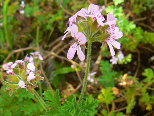 Pelargonium graveolens