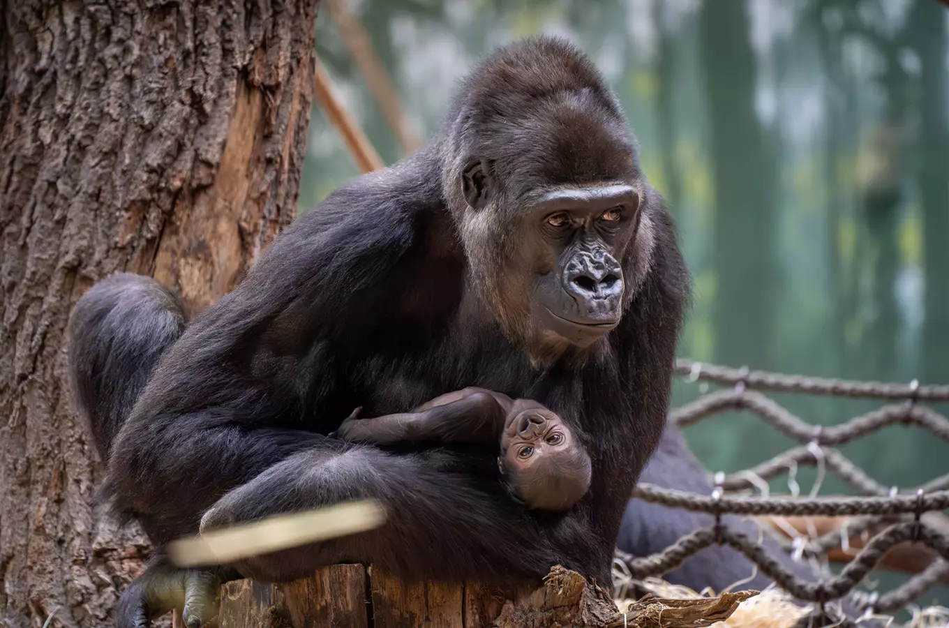 Je to samička! Pro gorilí mládě v Zoo Praha můžete vybrat jméno i vy
