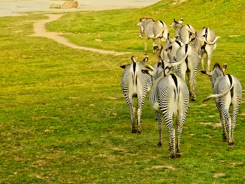 V Zoo Dvůr Králové si vychutnáte pravé Africké safari