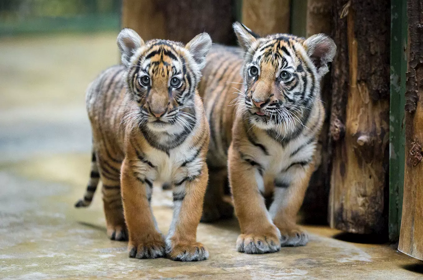 Z malajských tygřat v pražské zoo rostou nebojácné šelmy