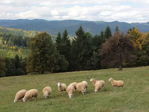 Pomník valašské ovci na Gruni