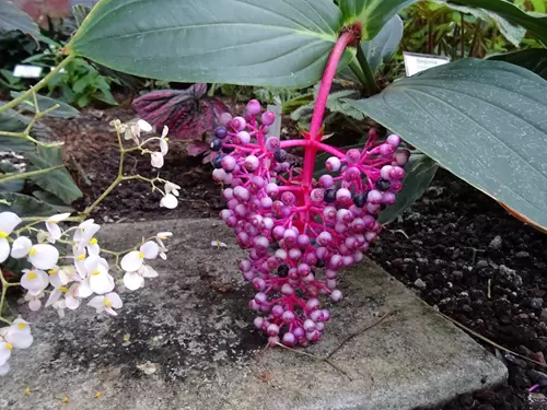 Zdroj foto: FB Botanická zahrada PřF MU Brno