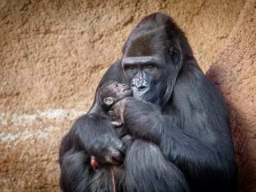 Z legendární Moji je babička – v Rezervaci Dja Zoo Praha se narodilo gorilí mládě