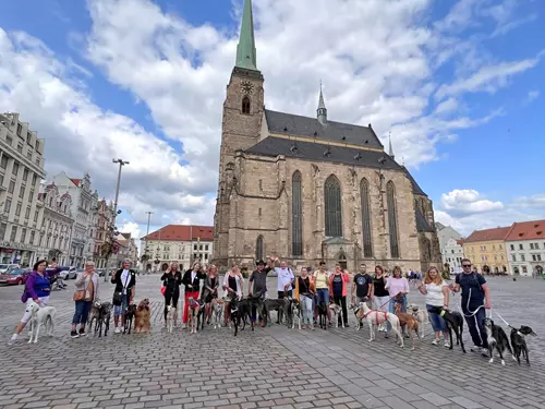 Velká chrtí vycházka v Plzni