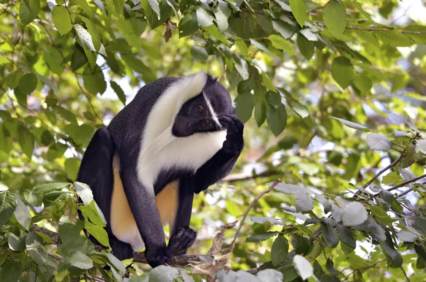 Jihlavská zoo se letos těší na kočkodana i chocholatky modré