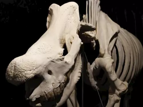 V Zoo Dvůr Králové si prohlédnete největší expozici zvířecích koster 