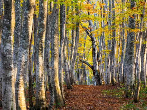10 tipů na podzimní výlet do starobylých pralesů