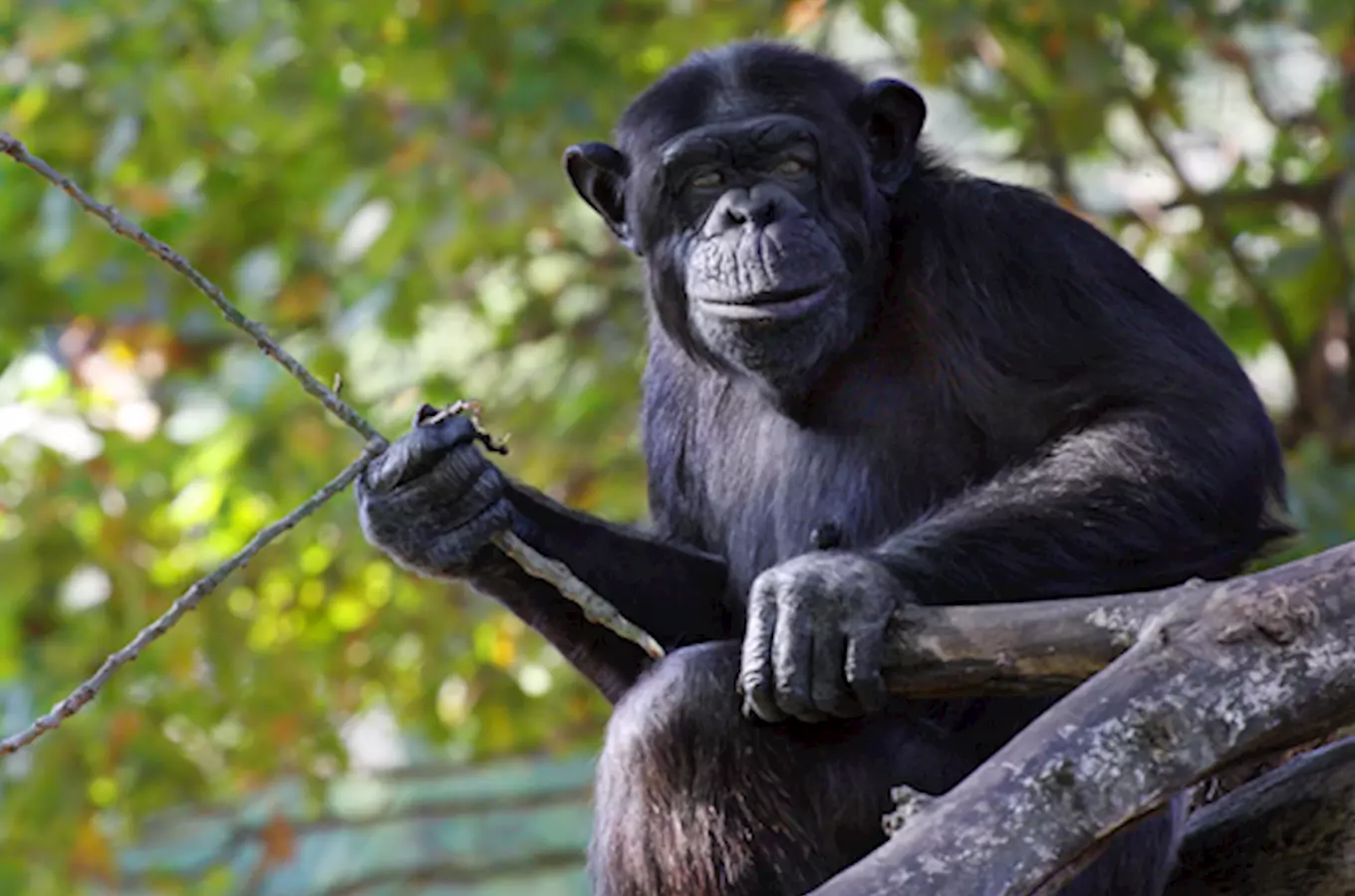 Zoologická a botanická zahrada v Plzni oslaví o víkendu své 90. narozeniny