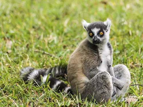 Puvodní domovinou lemura katy je ostrov Madagaskar
