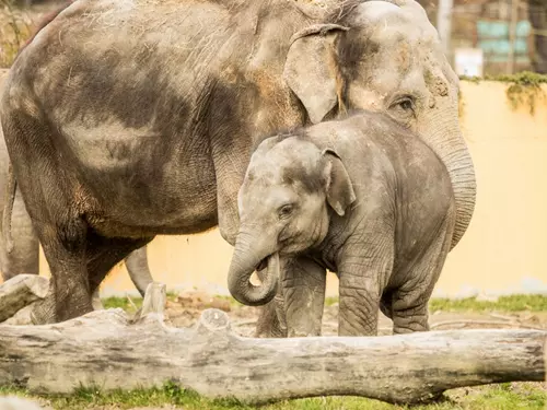 Sloni v Zoo Ostrava