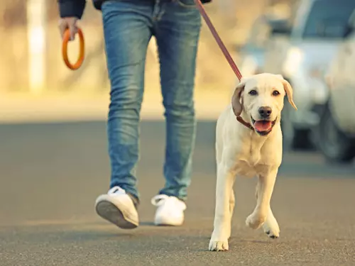 Tipy, kam jít se psem v Praze na procházku, Kudy z nudy